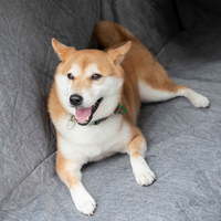 Baksete Beskyttelsestrekk Bil — Ideell for å Transportere Hunder 